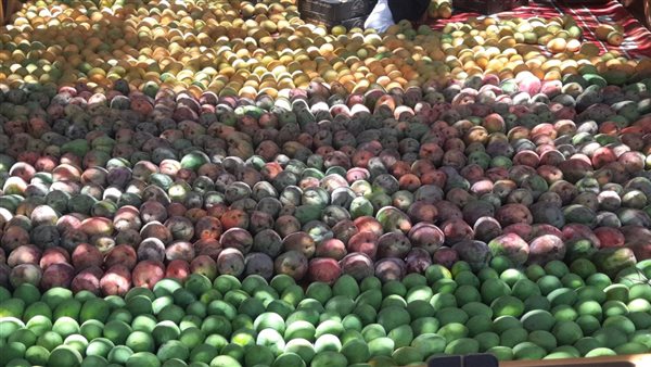 موسم حصاد المانجو بالإسماعيلية، ندرة السكرى وازدهار الأصناف الأجنبية ومفاجآت صادمة بالأسعار(فيديو وصور)