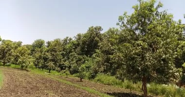 ملكة الفواكه.. أجواء موسم المانجو الأسواني.. صور وفيديو