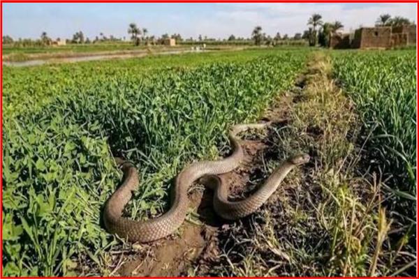 لغز انتشار الكوبرا في الدلتا.. خبراء يكشفون الأسباب وطرق الوقاية