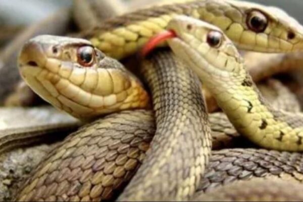 كيف تحول الكراكيب منزلك إلى مخبأ للأفاعي؟.. نقيب الأطباء البيطريين السابق يُجيب