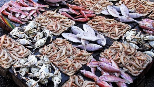 أسعار السمك اليوم، ارتفاع البلطي 5 جنيهات والبوري 30 والجمبري يقترب من الألف