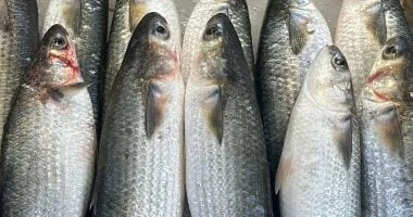 القليوبية.. أسعار البلطي والجمبري بأسواق بنها اليوم