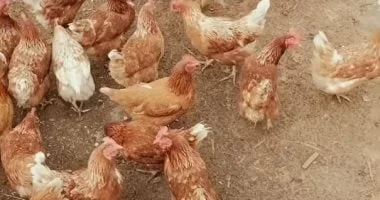 استقرار أسعار الفراخ اليوم بالمنوفية.. البيضاء بـ76 جنيها