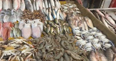 استقرار أسعار الأسماك في مطروح.. المرجان بـ 320 جنيها