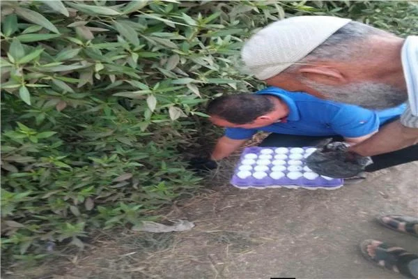 بالبيض المسموم.. حملة لمطاردة الثعابين في قرية الرمالي بالمنوفية