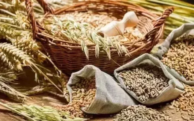 صعود حذر لعقود الحبوب في شيكاغو بعد العطلة