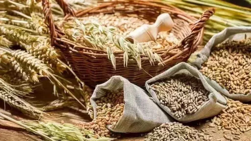 صعود حذر لعقود الحبوب في شيكاغو بعد العطلة