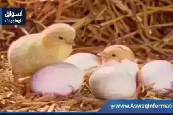 تفاصيل اسعار الكتاكيت