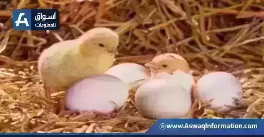 تفاصيل اسعار الكتاكيت
