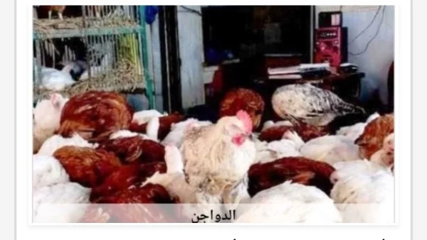 أسعار الدواجن في أسوان اليوم السبت 4 يوليو 2026