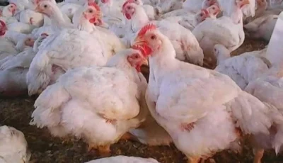 أسعار الفراخ البيضاء في بورصة الدواجن اليوم الأربعاء 15 يوليو
