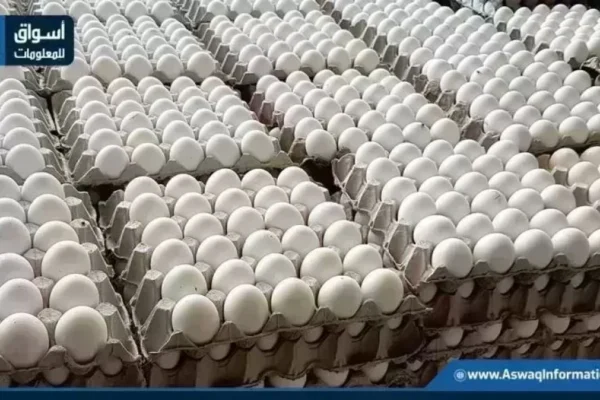 وكرتونه - اسعار البيض تستقر اليوم وكرتونة الابيض عند 80 جنيها