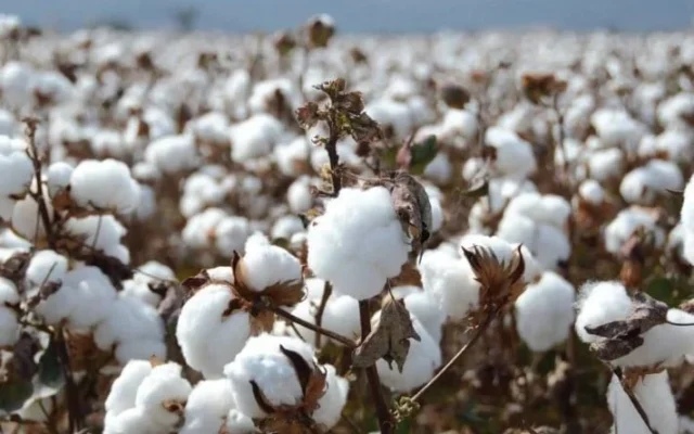 سوبر جيزة 94 يقود خريطة القطن في مصر