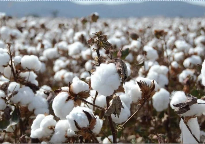 سوبر جيزة 94 يقود خريطة القطن في مصر