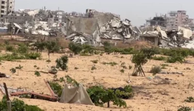 الفاو: الاحتلال دمر 3.8 ملايين شجرة مثمرة في أراضي غزة الزراعية