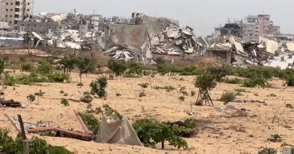الفاو: الاحتلال دمر 3.8 ملايين شجرة مثمرة في أراضي غزة الزراعية