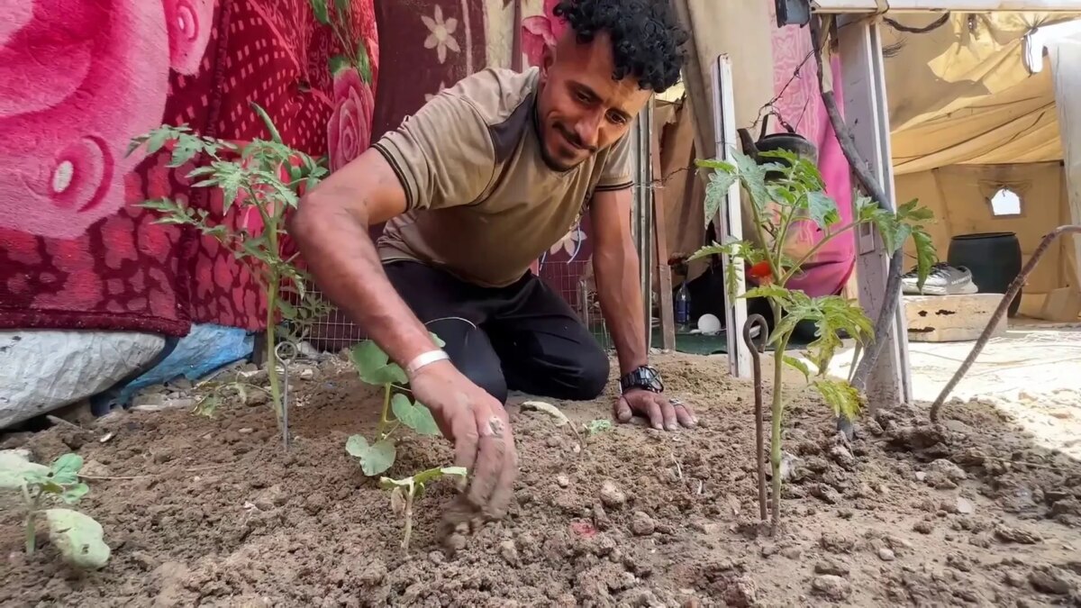 تحت الركام والقصف.. مزارعو غزة يزرعون “البقاء والأمل” بين الخيام | سياسة
