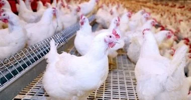 أسعار الدواجن في الأقصر اليوم.. الفراخ البيضاء بـ85 جنيها