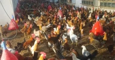 أسعار الدواجن اليوم بالقليوبية.. الفراخ البيضاء بـ70 جنيها للكيلو