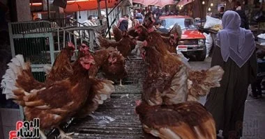 القليوبية.. سعر كيلو الفراخ البيضاء 70 جنيها اليوم الثلاثاء