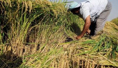 إحالة 34 مدير جمعية زراعية بالفيوم للنيابة الإدارية بسبب مخالفات زراعة الأرز