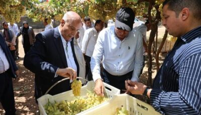 محافظ المنيا يشهد حصاد محصول العنب بأبو قرقاص
