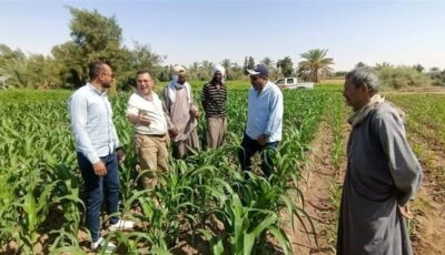 حملة قومية لمتابعة الذرة الشامية بالوادي الجديد ورصد الحالة الإنتاجية للحقول