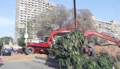 من يحمي أشجار شوارع القاهرة والجيزة؟ تحرك نيابي يضع ملف الإزالات العشوائية تحت القبة