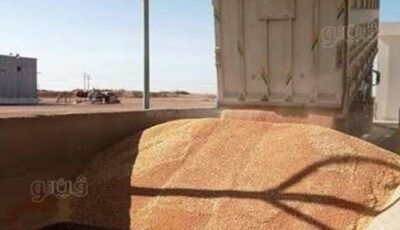 محافظ أسوان: توريد 532 ألفا و836 طن قمح خلال موسم الحصاد الحالى
