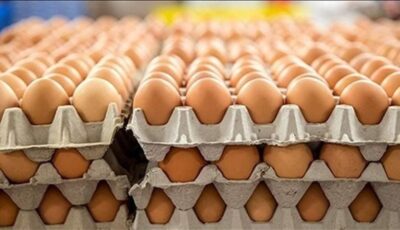 سعر كرتونة البيض اليوم الثلاثاء في بورصة الدواجن