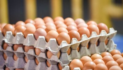 سعر كرتونة البيض اليوم الخميس في بورصة الدواجن