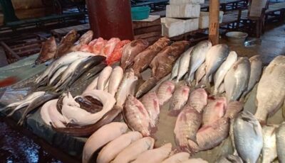 أسعار السمك اليوم، انخفاض 6 أصناف منهم البلطي والبوري وارتفاع المكرونة 10 جنيهات