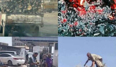 المشهد اليمني – أزمة الغاز تدفع اليمنيين لقطع الأشجار وتدق ناقوس الخطر البيئي