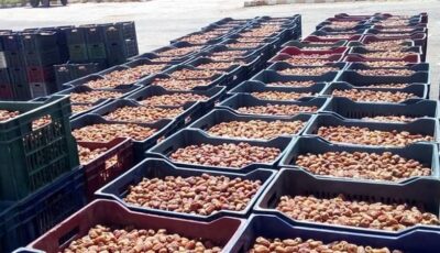 محافظ الوادي الجديد تطمئن مزارعي البلح وتعلن عن إجراءات لضبط السوق وحماية حقوقهم