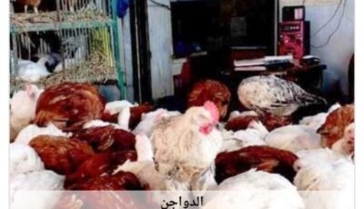 أسعار الدواجن في أسوان اليوم السبت 8-8-2026
