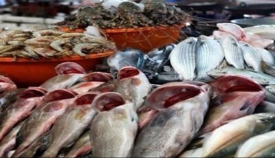 أسعار السمك اليوم، البلطي يسجل 72 جنيها “جملة” والبوري يغري المصريين