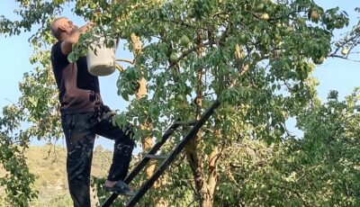 مهاجمة الخنازير البرية للمحاصيل تضيف عبئا جديدا على مزارعي جرش