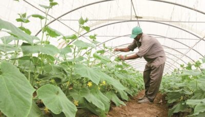 إنشاء “الصندوق التعاوني”.. هل ينتشل المزارعين من عثرات القروض؟