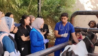 علاج 24 ألفا و952 حالة خلال شهر في 10 قوافل بيطرية مجانية بأسيوط