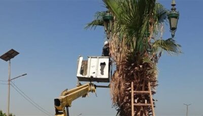 تكثيف أعمال تقليم وتهذيب أشجار النخيل بالطرق السريعة بأسيوط