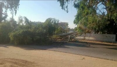 سقوط شجرة يعطل المرور بطريق “الإسماعيلية – الزقازيق” والأجهزة التنفيذية تتدخل (صور)