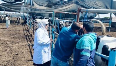 بيطري الشرقية: فحص2461 رأس ماشية ضد البروسيلا والسل البقرى خلال شهر