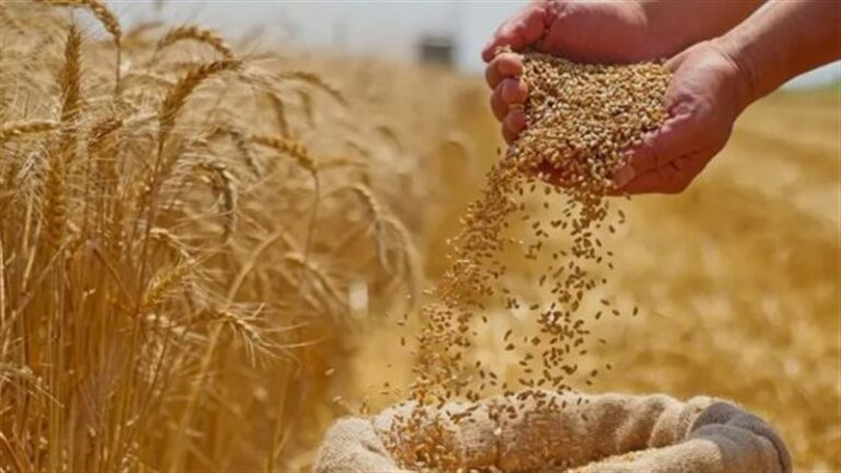 انكسار الموجة الحارة لا يعني انتهاء الخطر، زراعة الجيزة تكشف تحركاتها لحماية المحاصيل
