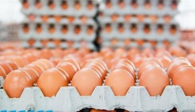 اشتعال الأبيض والأحمر، سعر كرتونة البيض اليوم الجمعة في بورصة الدواجن