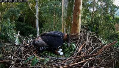 نسر يربي صغار “الإوز المصري” دون أن يدري.. قصة نادرة حيرت العلماء